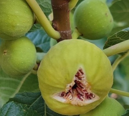 تصویر 1 از فروش ویژه انجیر معمولی درشت (AAA) + ارسال رایگان به سراسر کشور